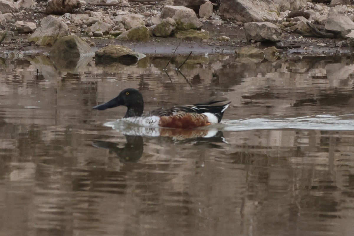 琵嘴鴨 - ML646435018