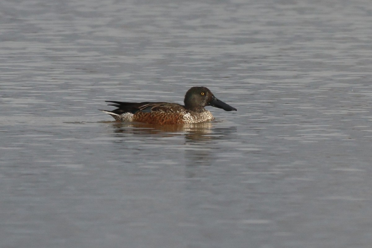 琵嘴鴨 - ML646435020