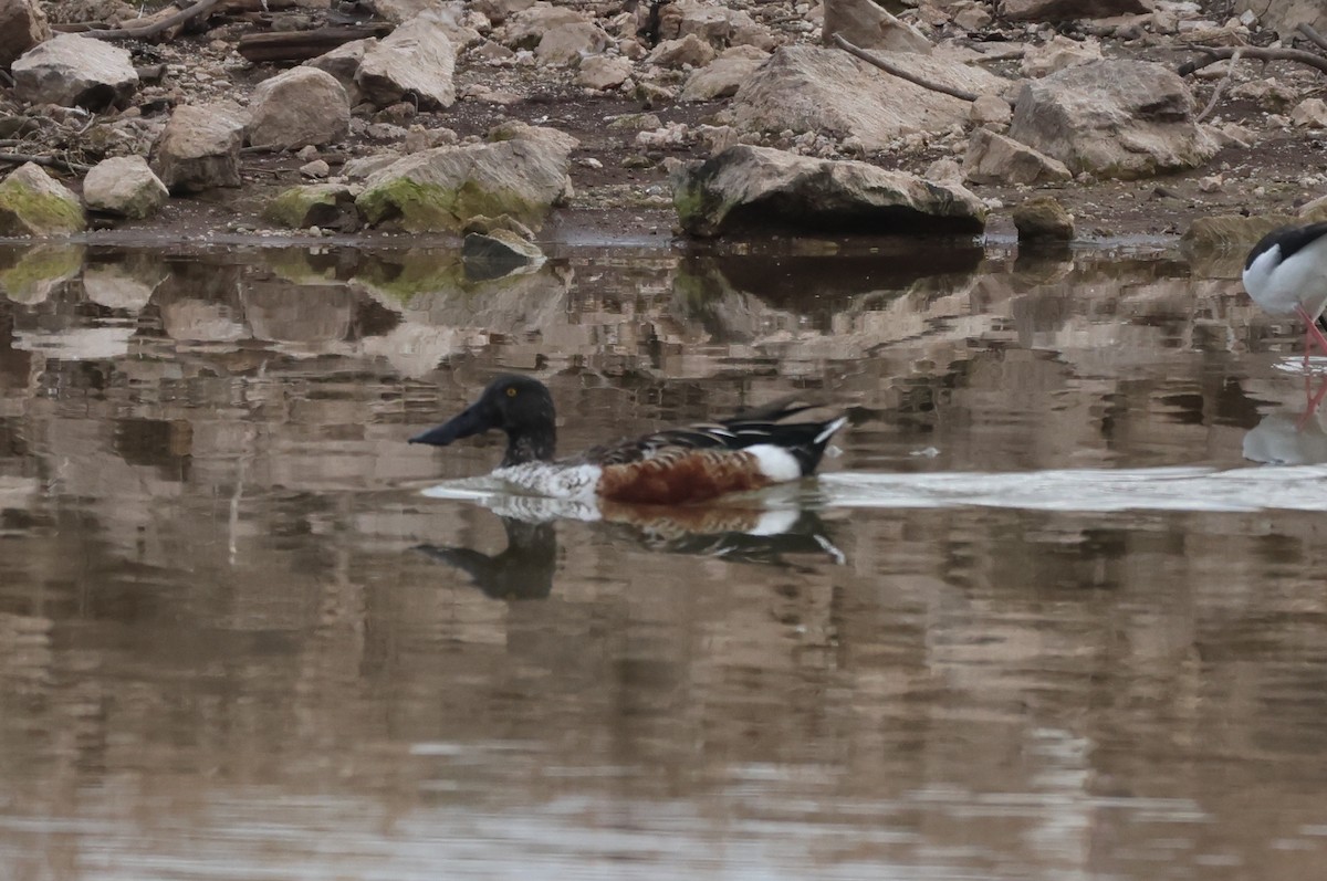 琵嘴鴨 - ML646435021