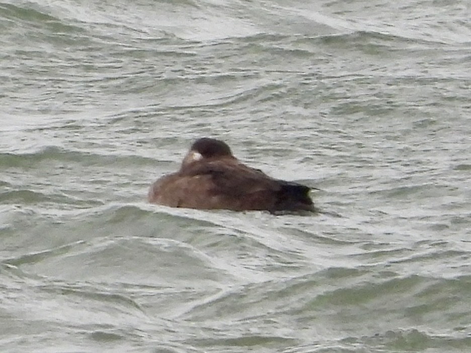 Surf Scoter - ML646435022