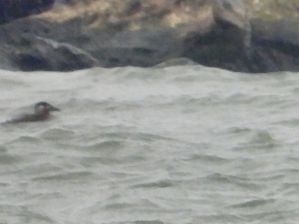 Surf Scoter - ML646435023