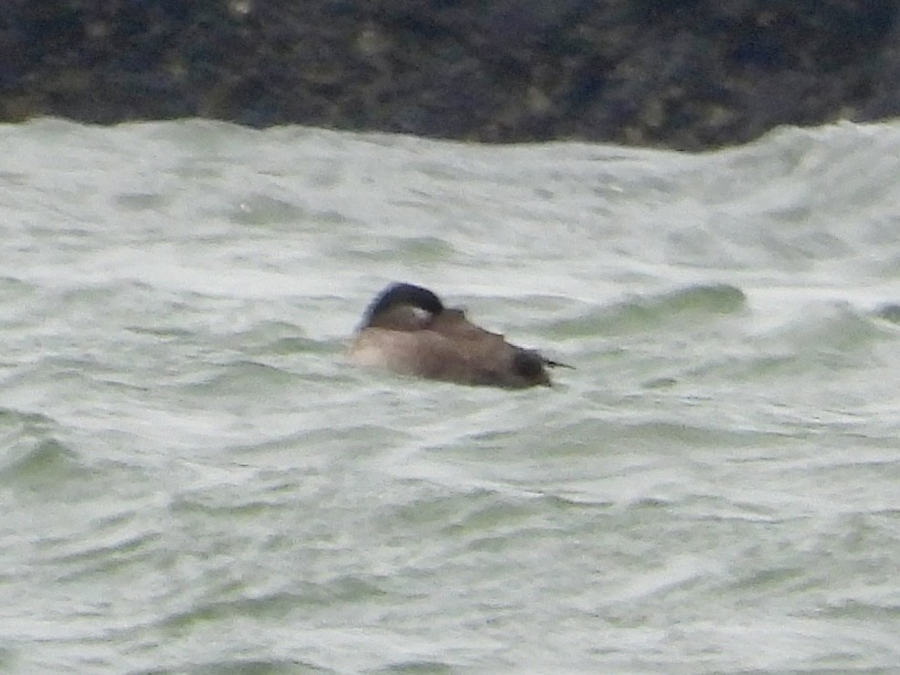 Surf Scoter - ML646435024