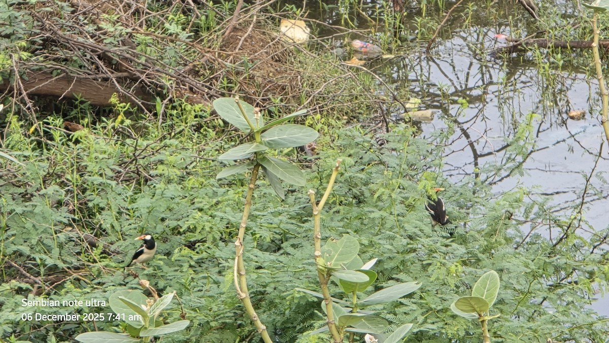 印度鵲椋鳥 - ML646435025