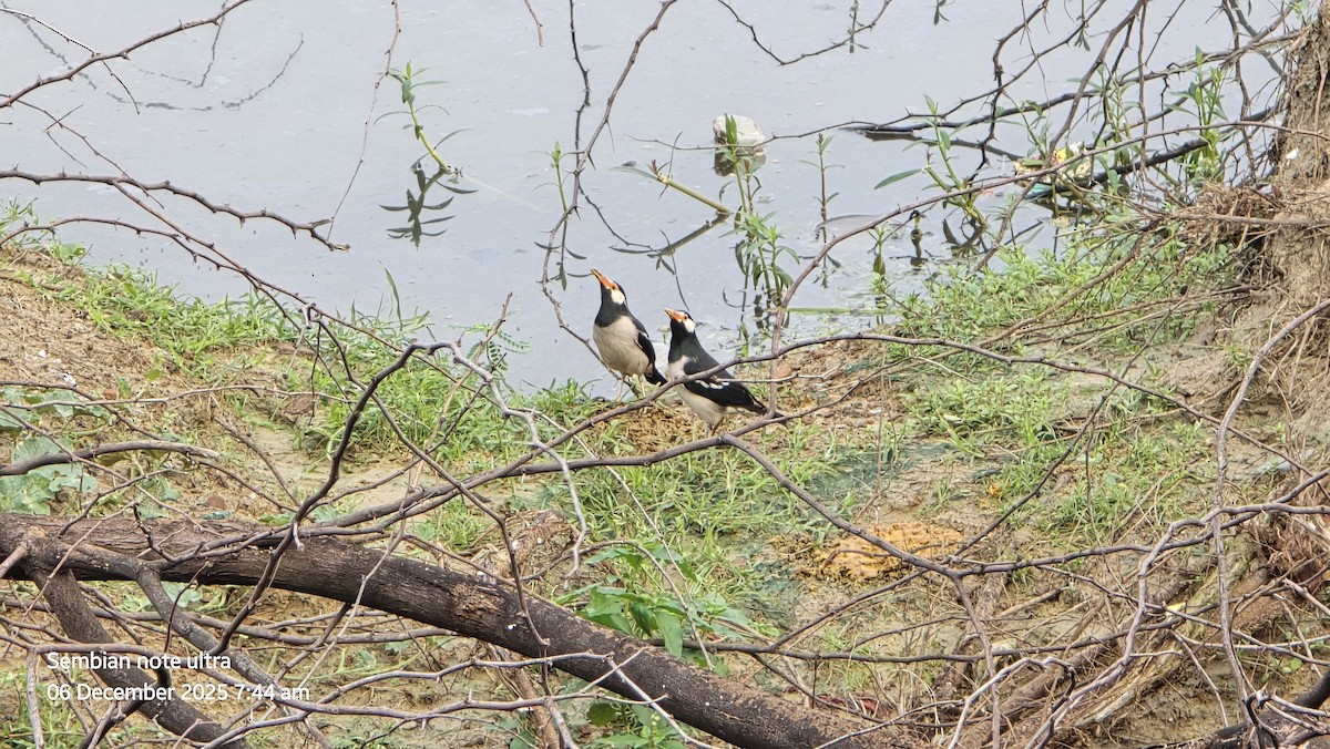 印度鵲椋鳥 - ML646435026