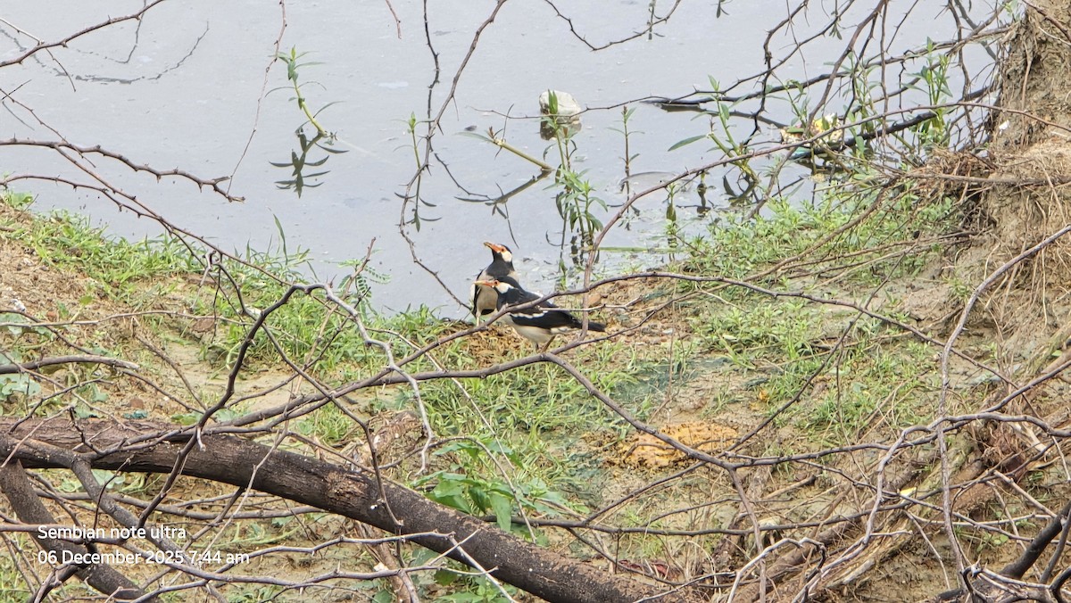 印度鵲椋鳥 - ML646435027