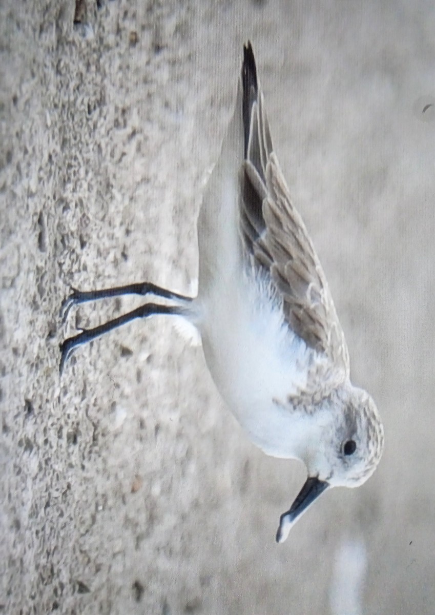 琵嘴鷸 - ML646435028