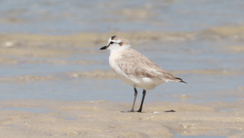 White-fronted Plover - ML646435029