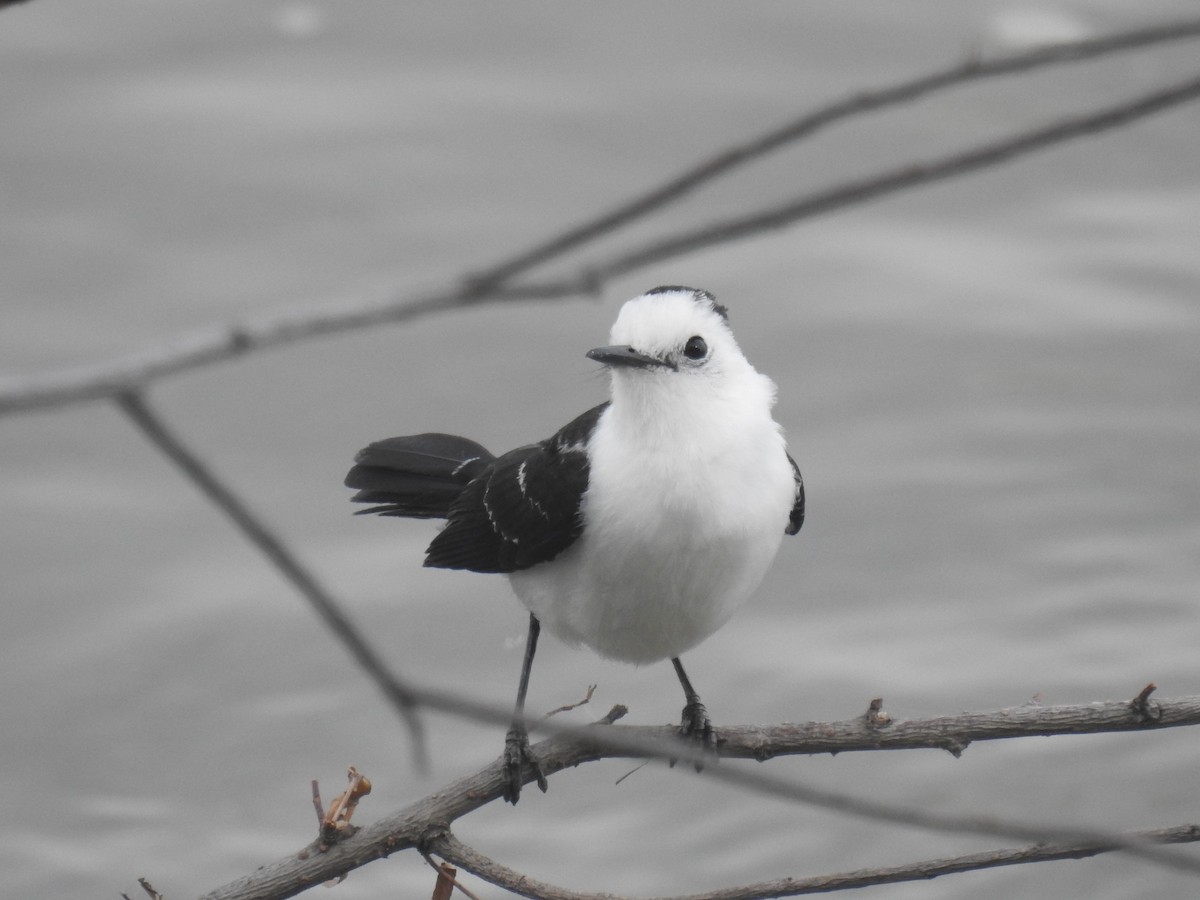 Black-backed Water-Tyrant - ML646435030