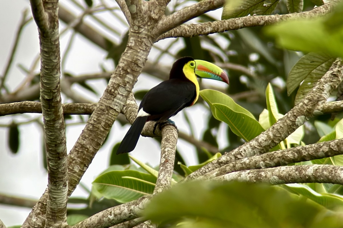 Keel-billed Toucan - ML646435031