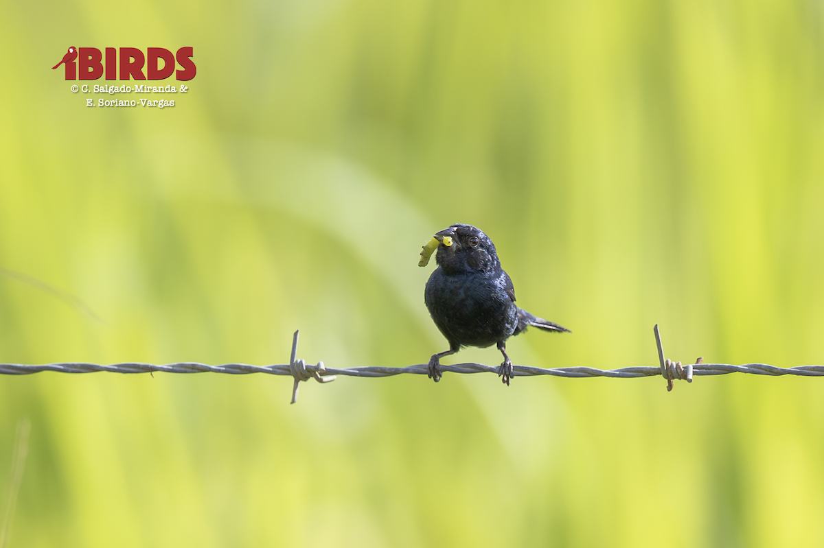 Blue-black Grassquit - ML646435032