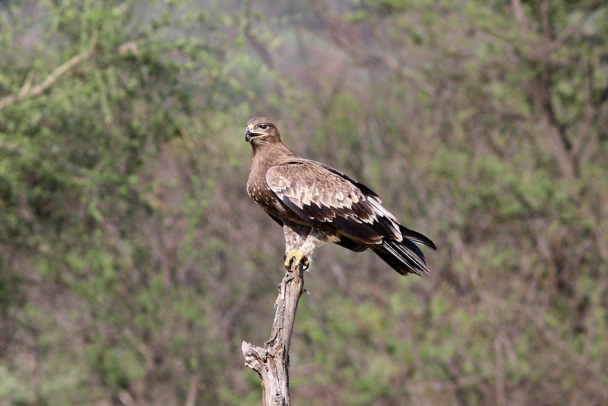 Steppe Eagle - ML646435033