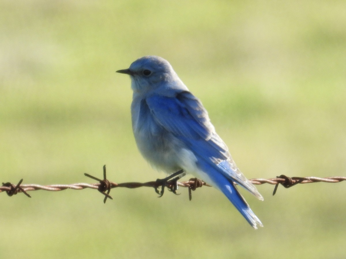 Mountain Bluebird - ML646435034