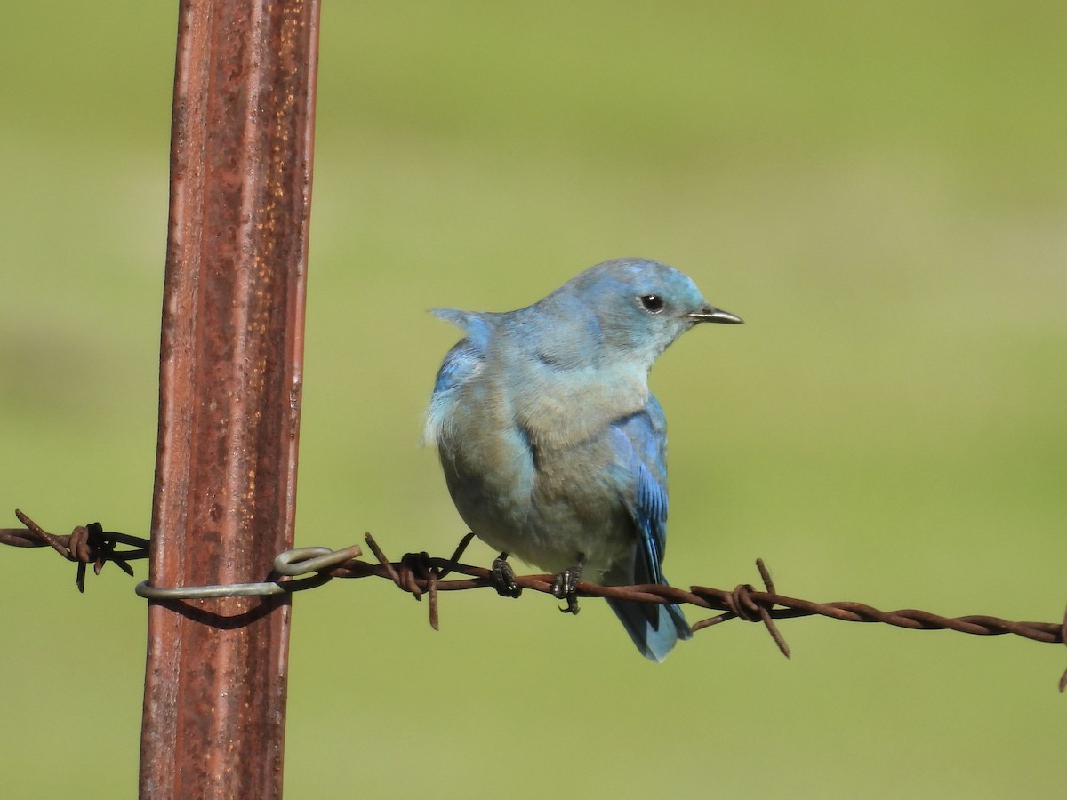 Mountain Bluebird - ML646435035