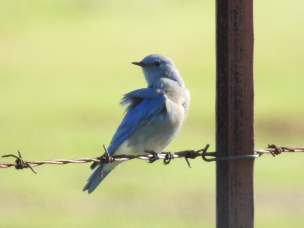 Mountain Bluebird - ML646435036