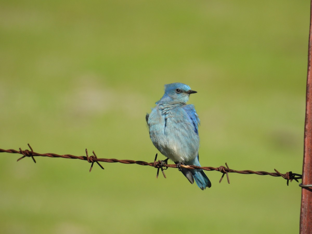 Mountain Bluebird - ML646435037