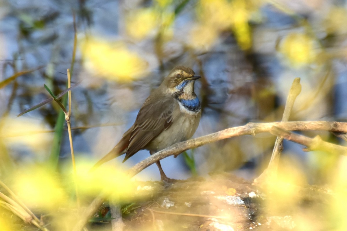 藍喉鴝 - ML646435039