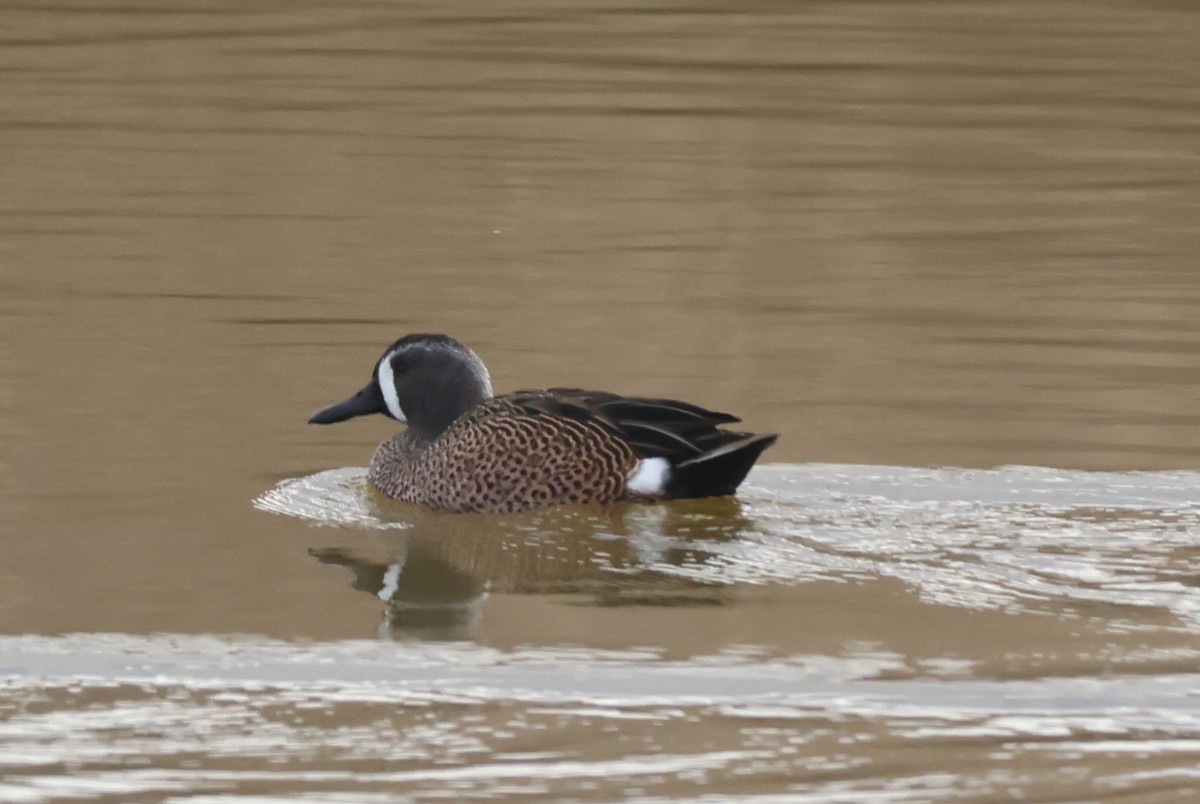 Blue-winged Teal - ML646435040