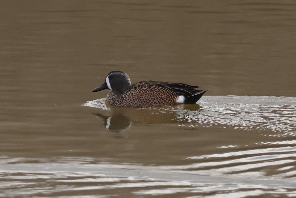 שרשיר כחול-כנף - ML646435041
