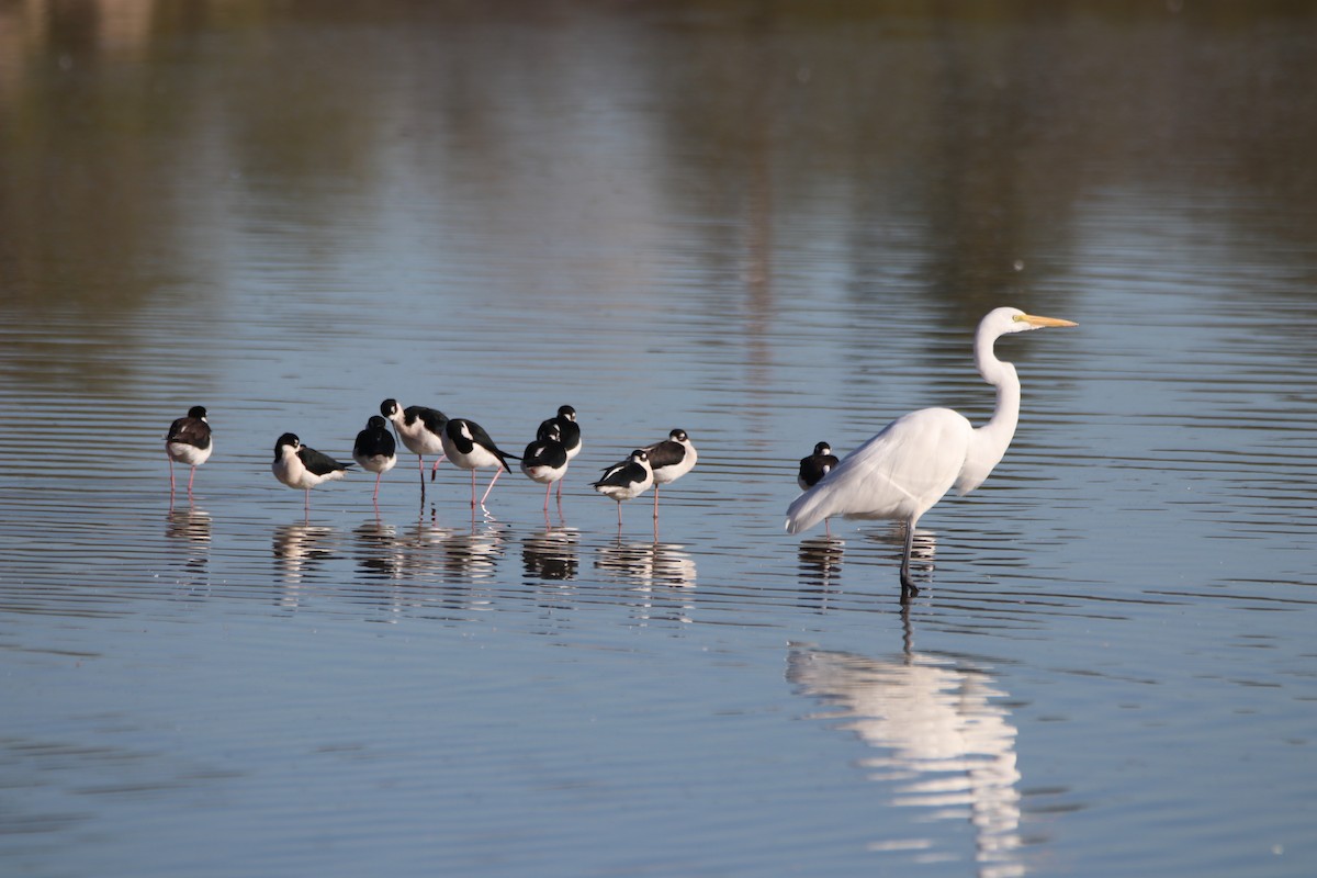 大白鷺 - ML646435042