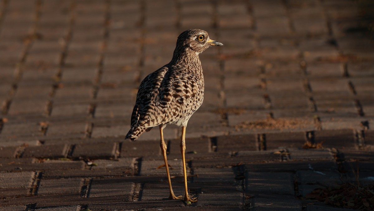 Spotted Thick-knee - ML646435043