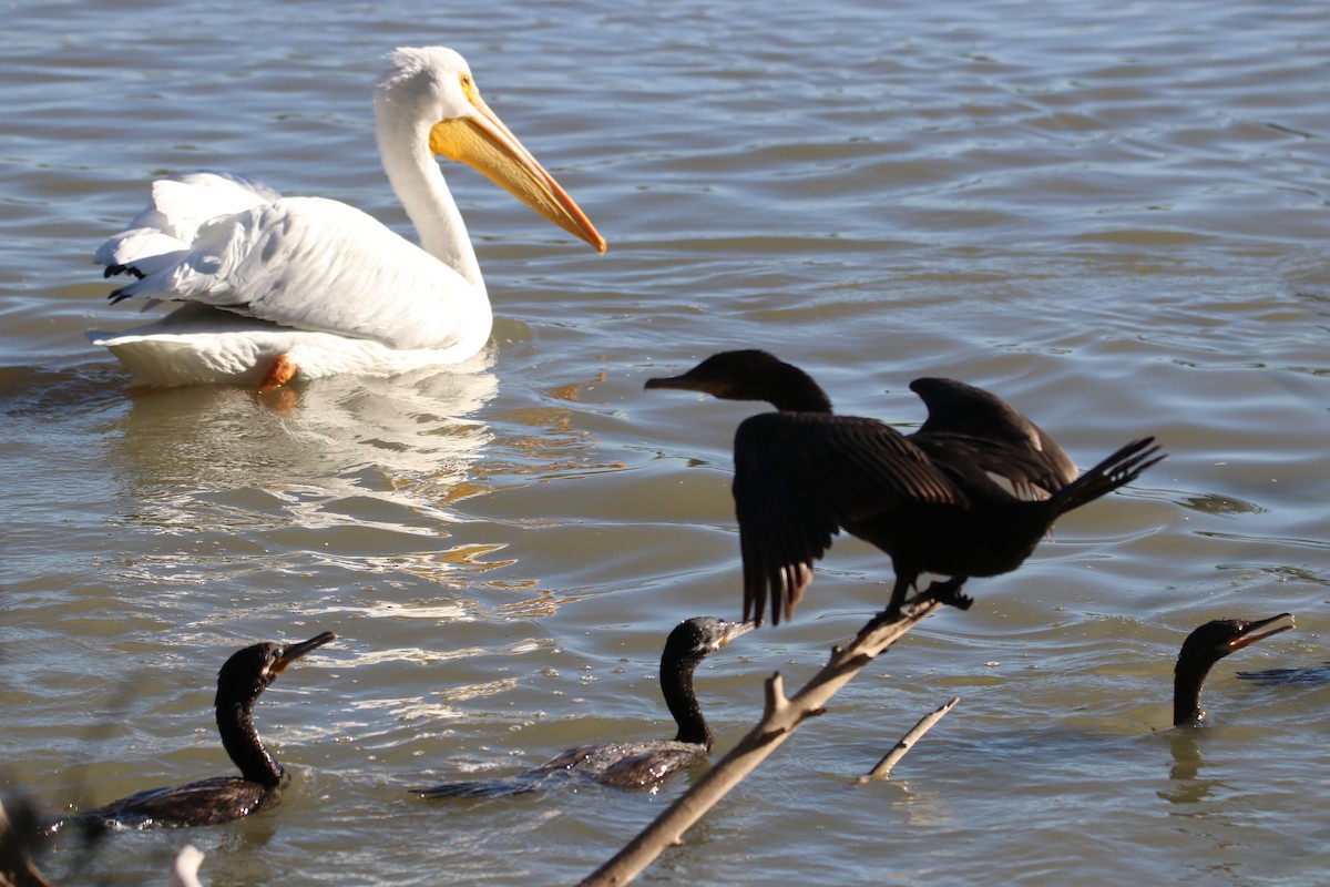 American White Pelican - ML646435044