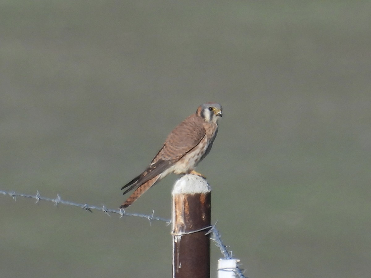 Воробьиная пустельга - ML646435045