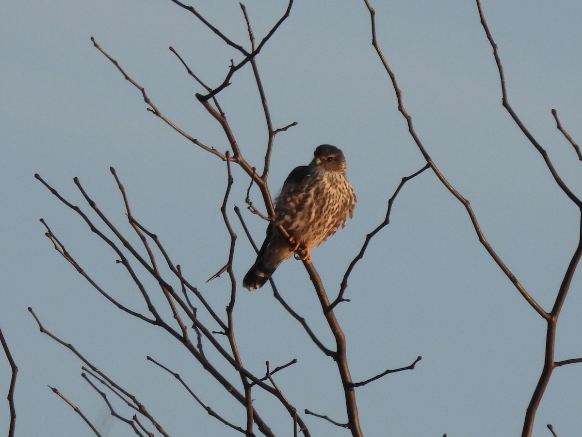 Merlin - ML646435046