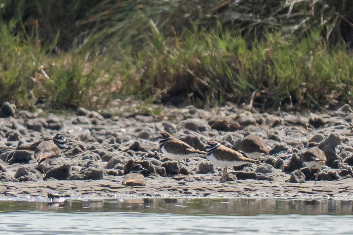 Killdeer - ML646435047