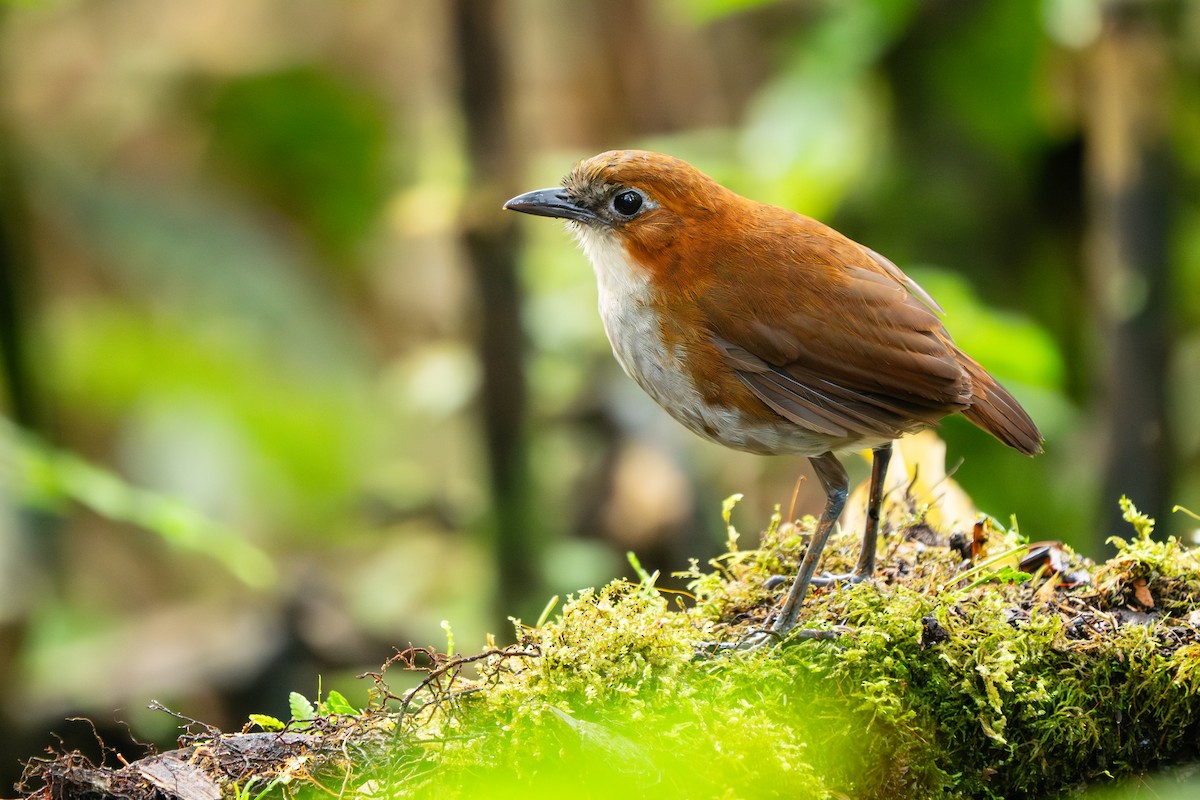 White-bellied Antpitta - ML646435052
