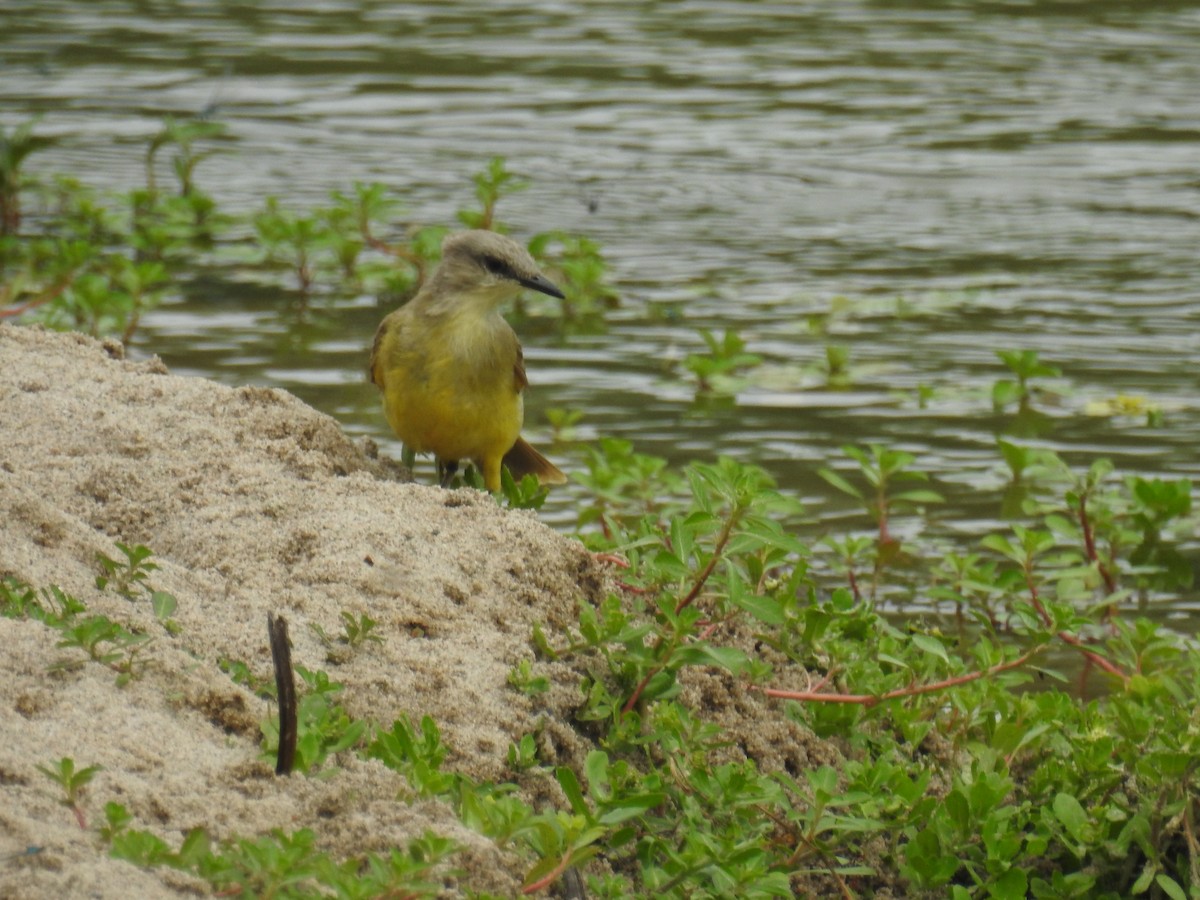 Cattle Tyrant - ML646435053