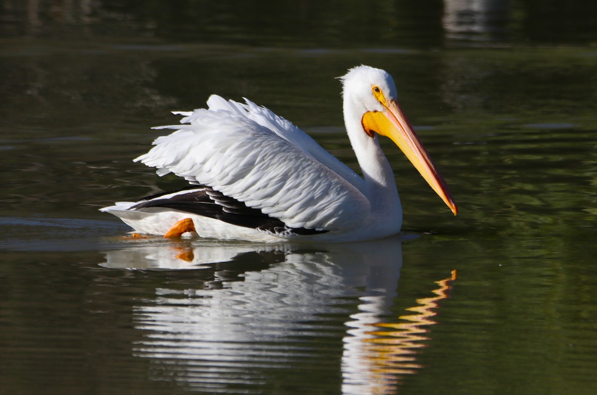 American White Pelican - ML646435054