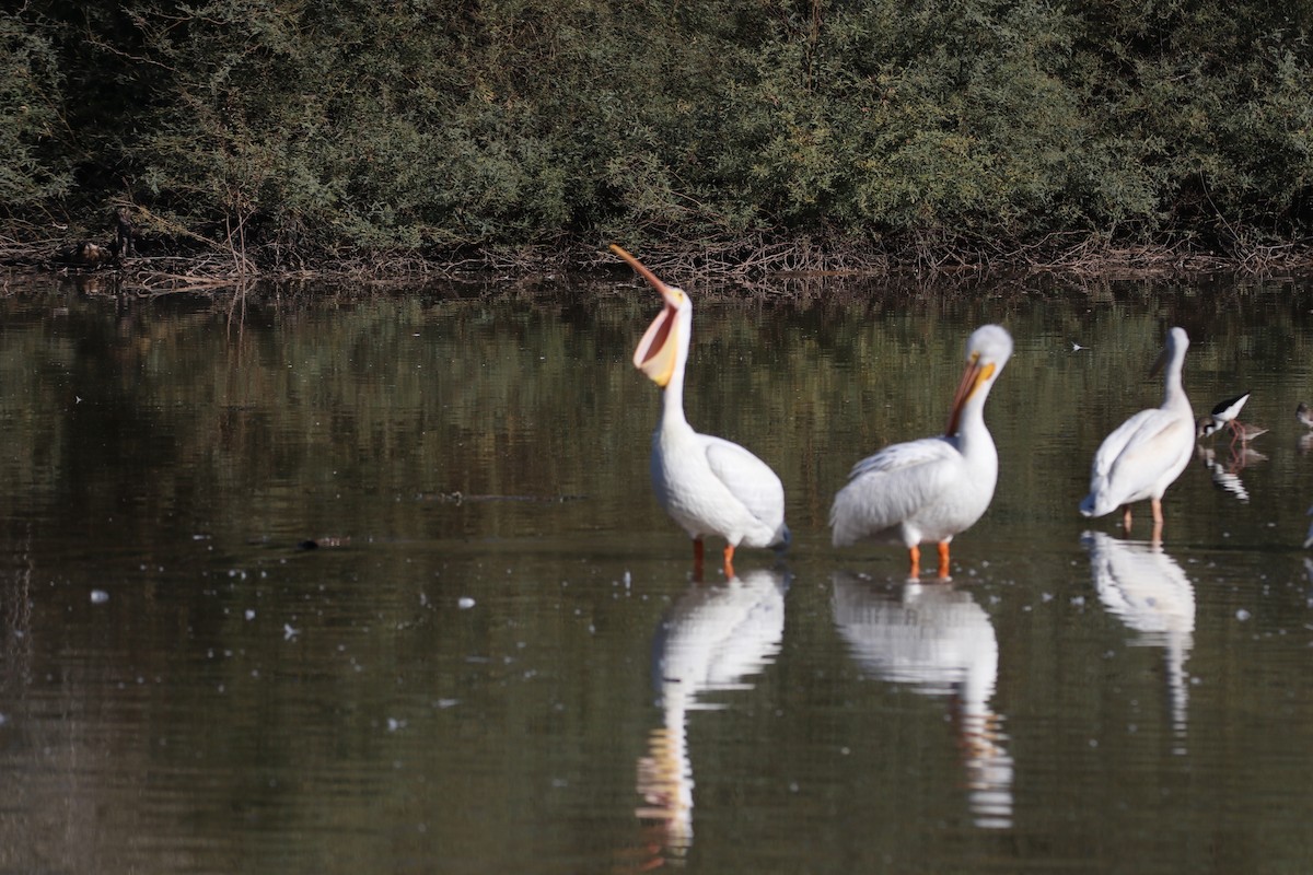 American White Pelican - ML646435055