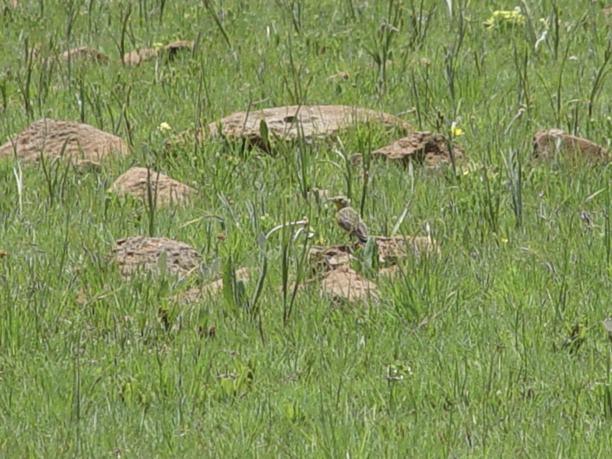 Yellow-breasted Pipit - ML646435057