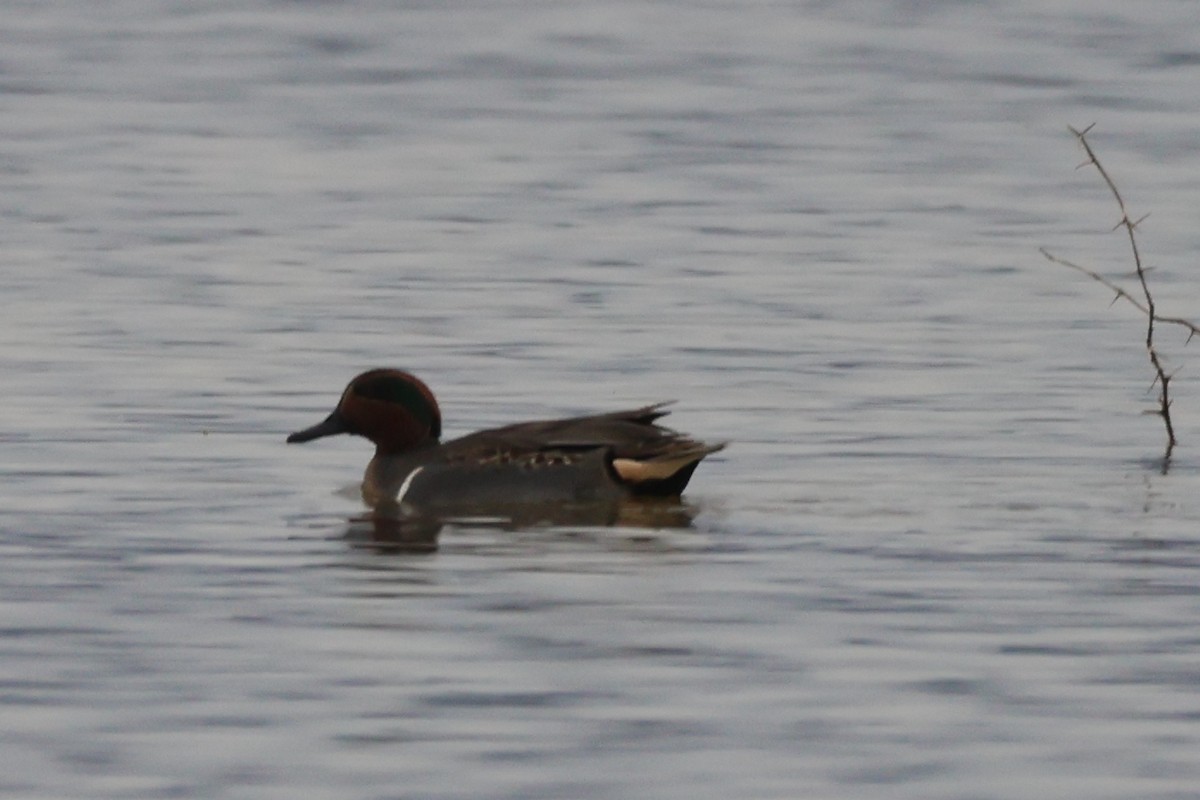 שרשיר - ML646435058