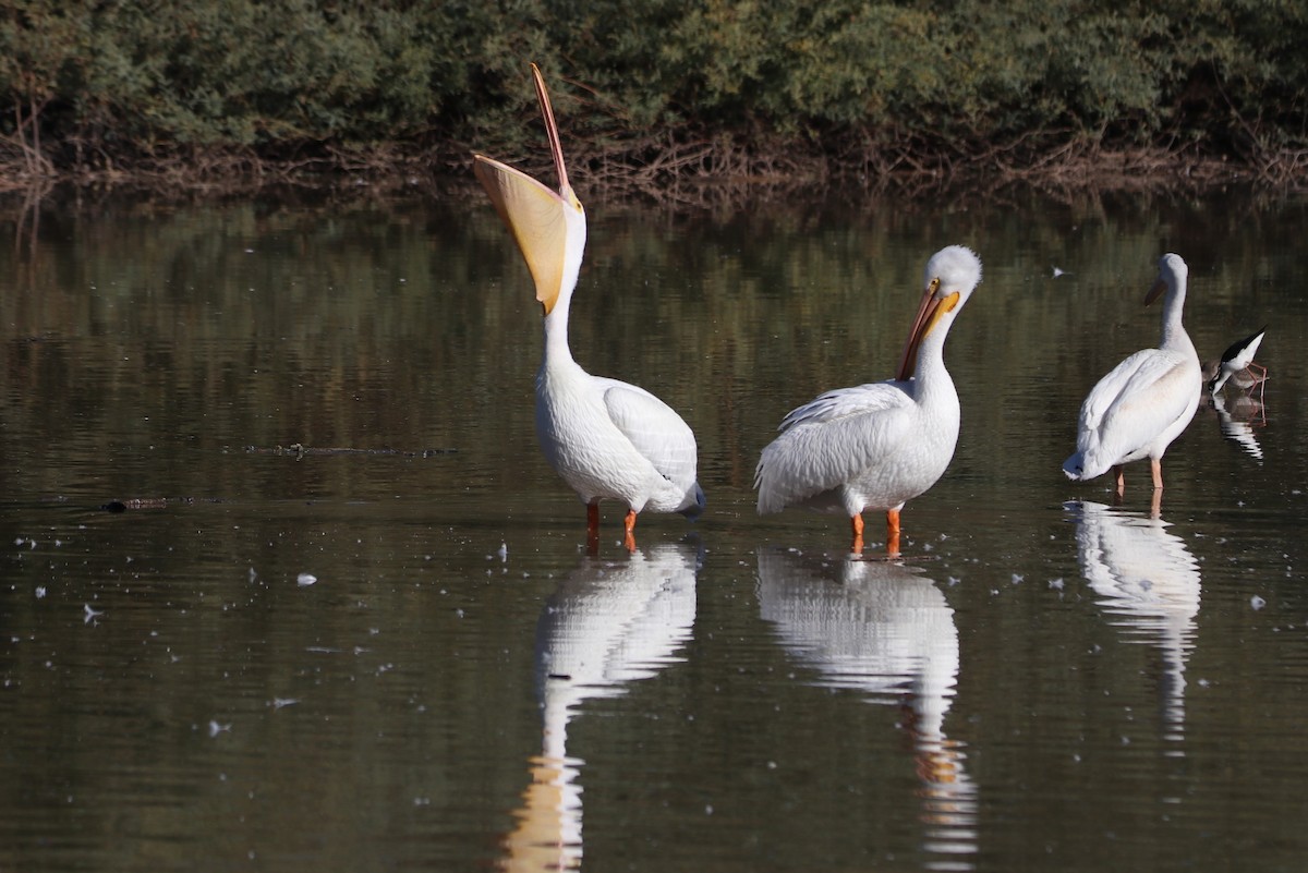 American White Pelican - ML646435059