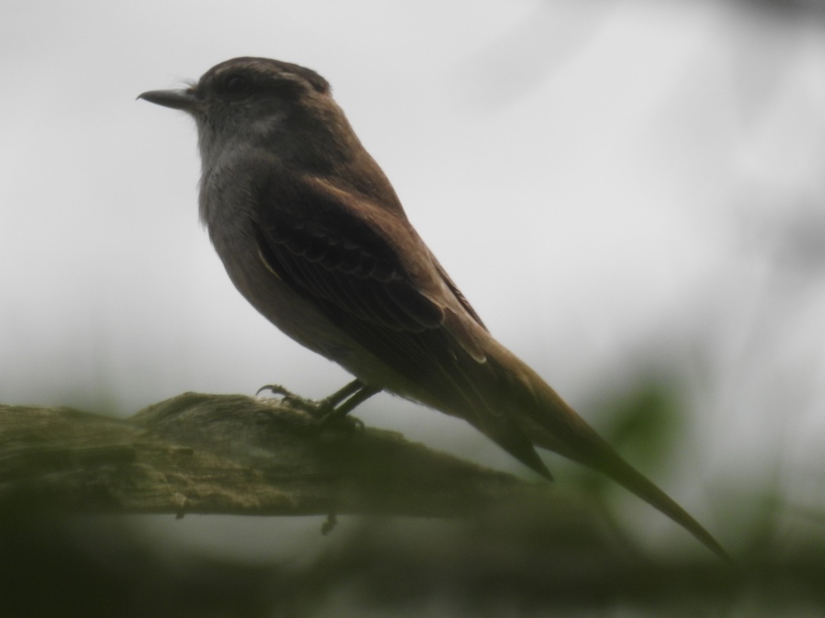 Crowned Slaty Flycatcher - ML646435060