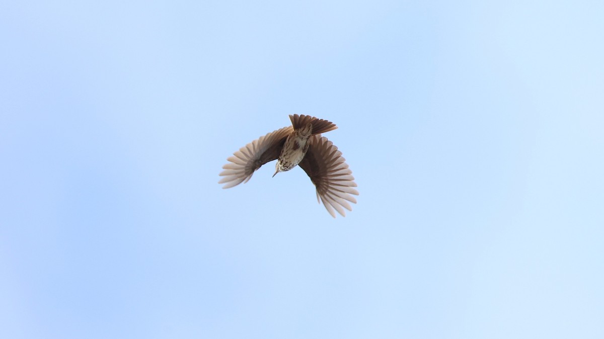 Karoo Lark - ML646435063