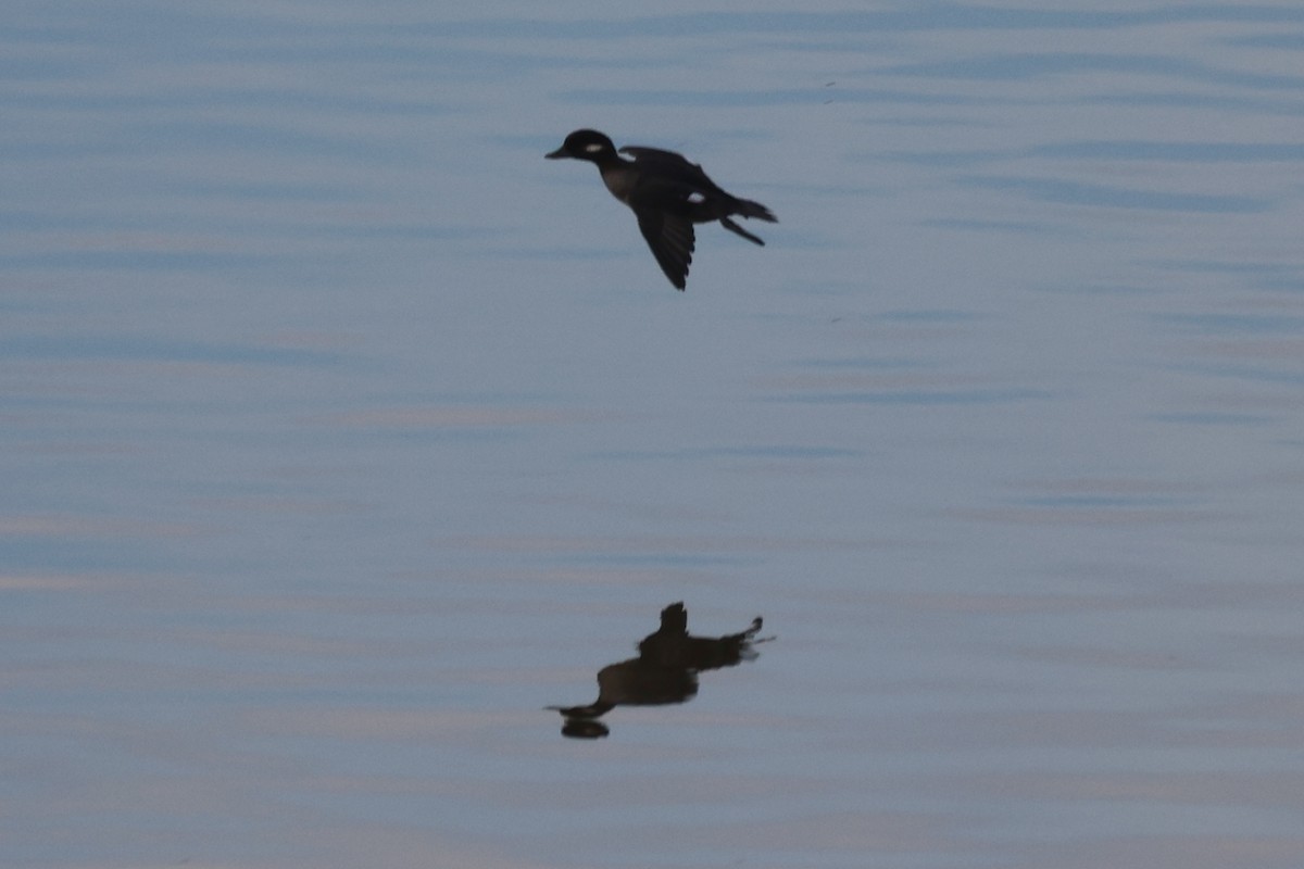 עבראש לבנוני - ML646435064