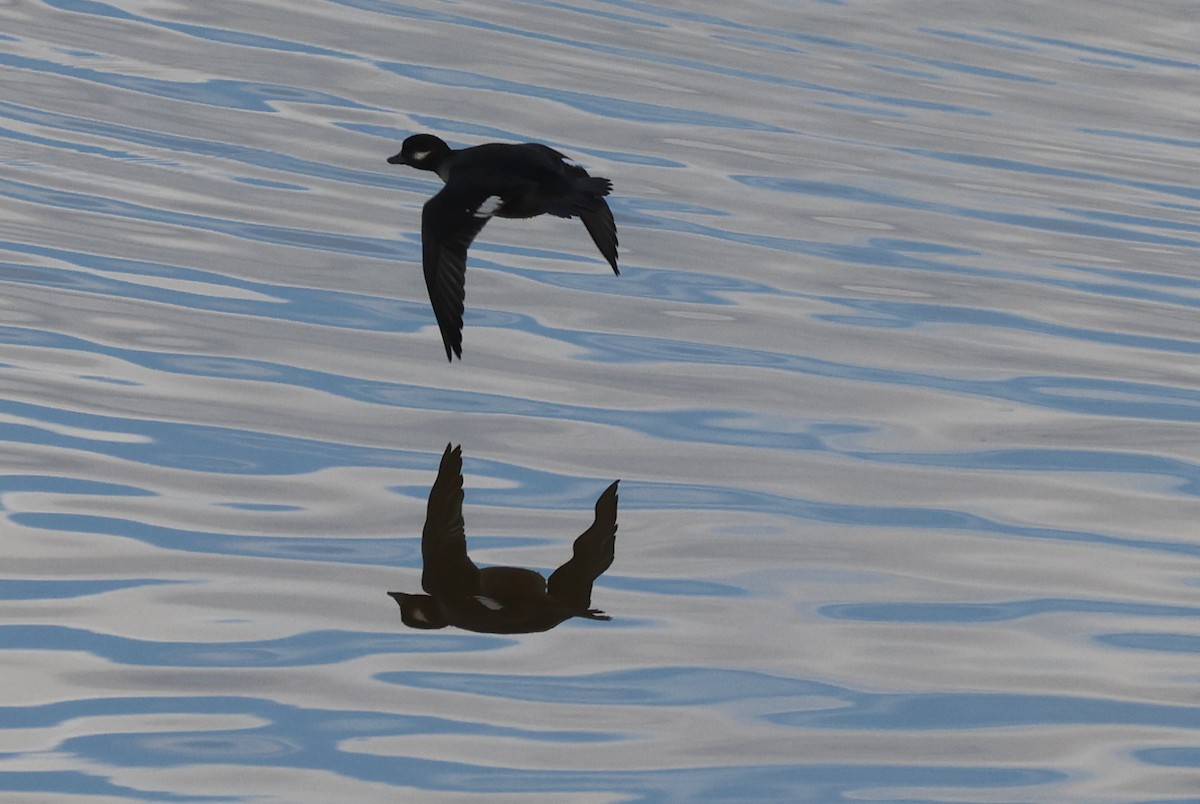 עבראש לבנוני - ML646435065