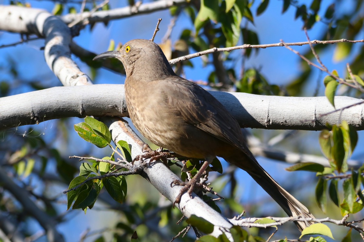 Curve-billed Thrasher - ML646435066