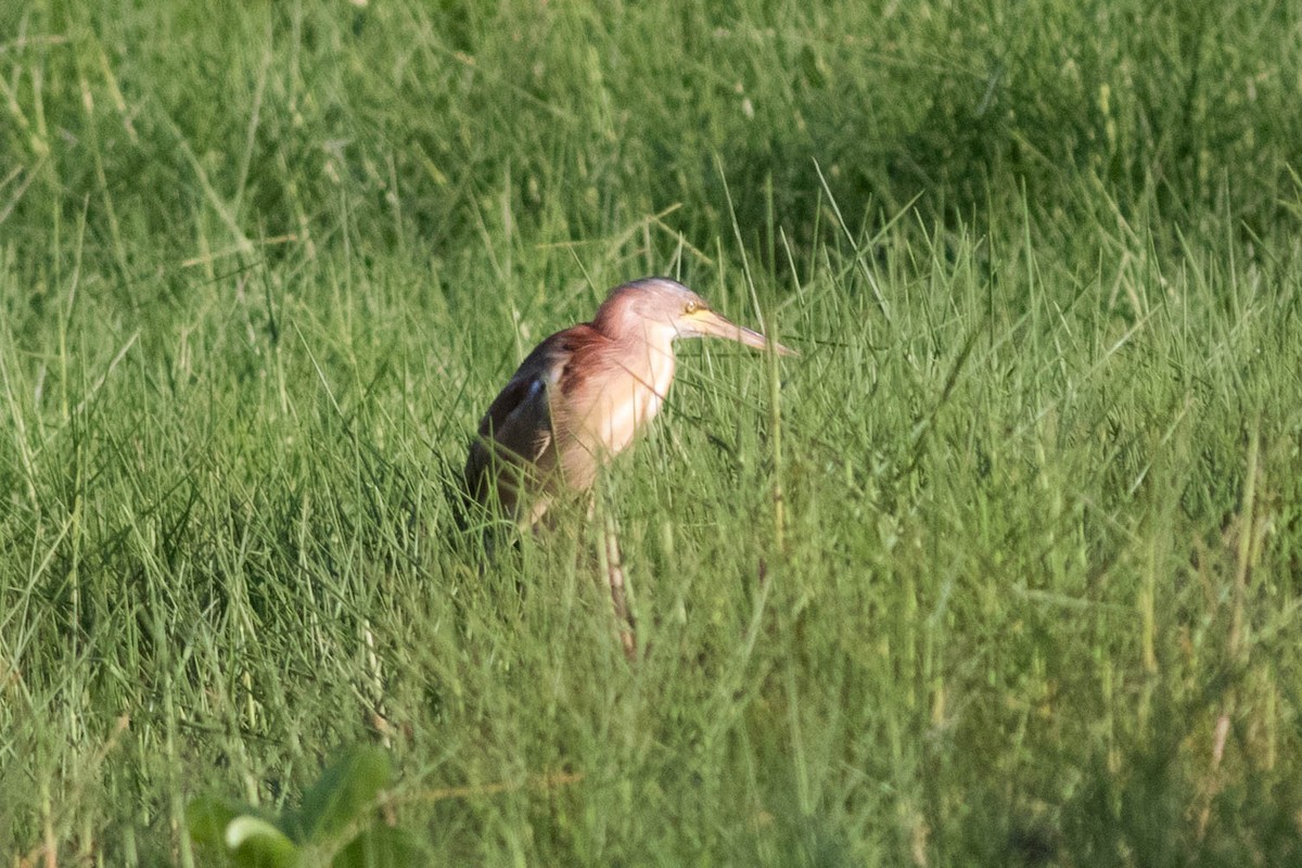 Yellow Bittern - ML646435067