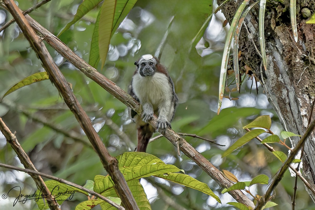 Mammals - ML646435070