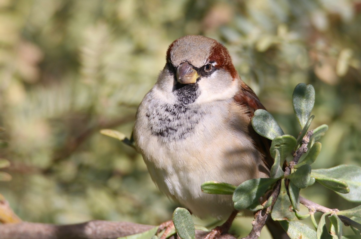 家麻雀 - ML646435071