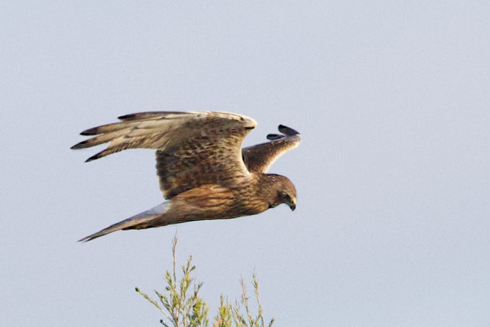 Swamp Harrier - ML646435072