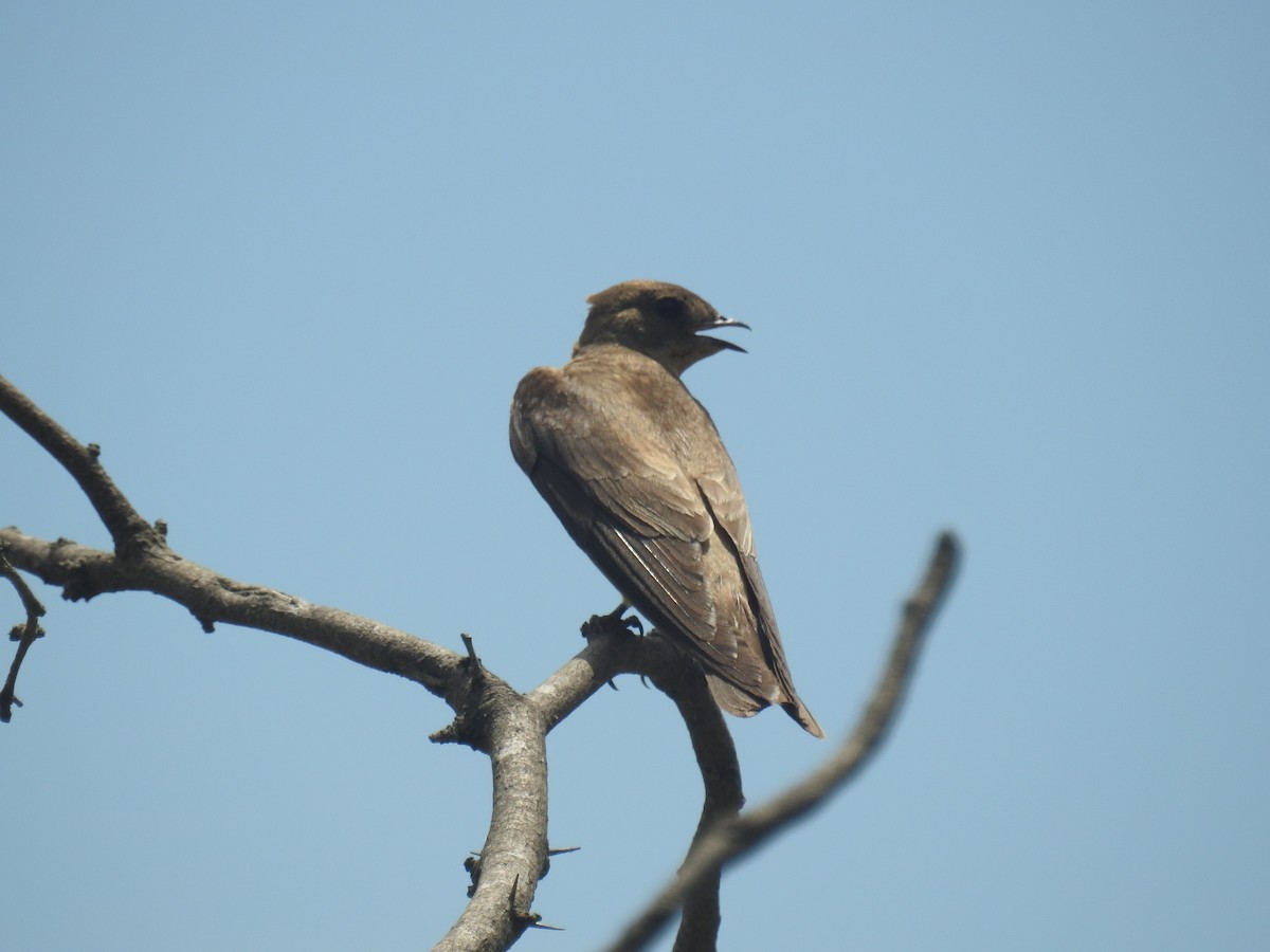 Brown-chested Martin - ML646435073