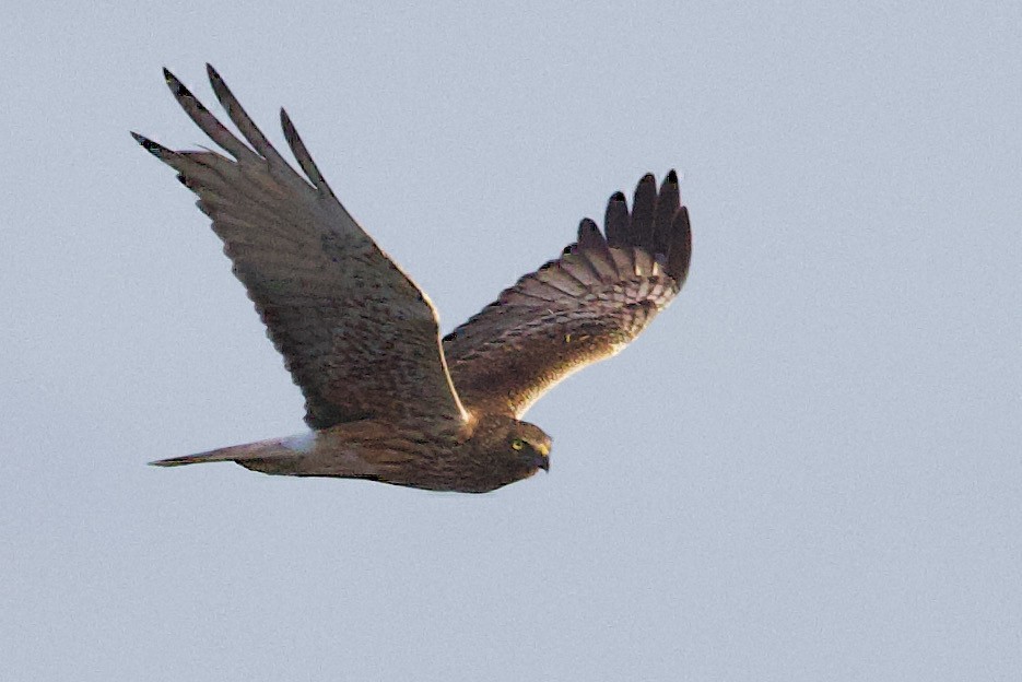 Swamp Harrier - ML646435074