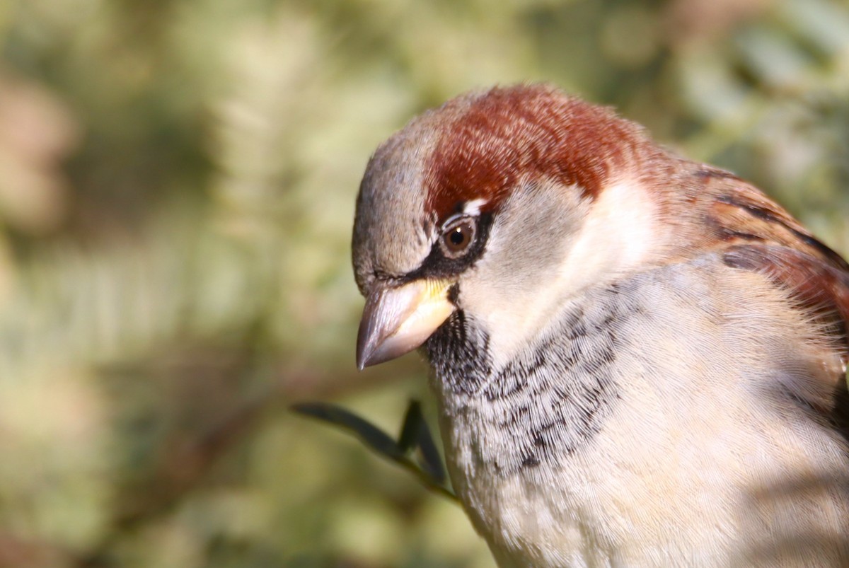 家麻雀 - ML646435075