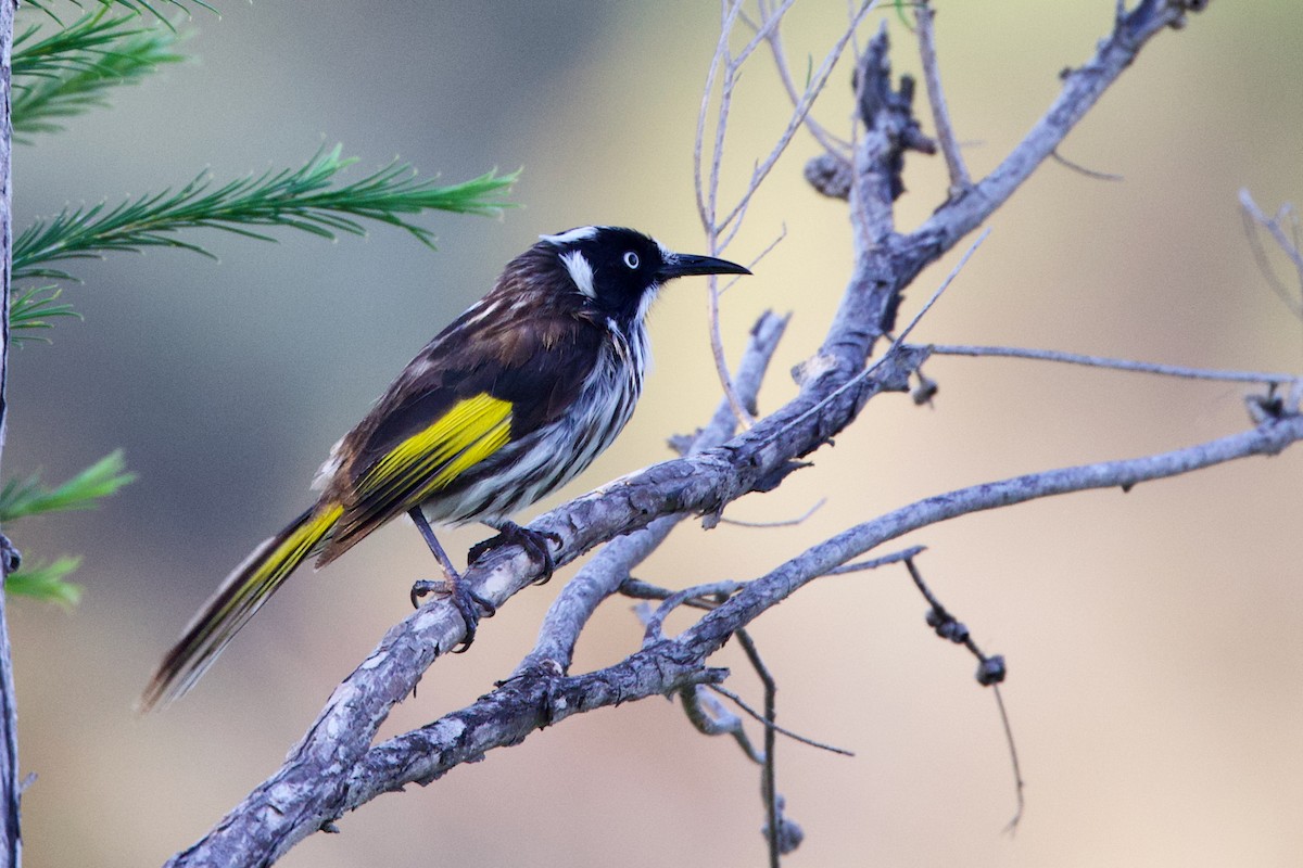 New Holland Honeyeater - ML646435077