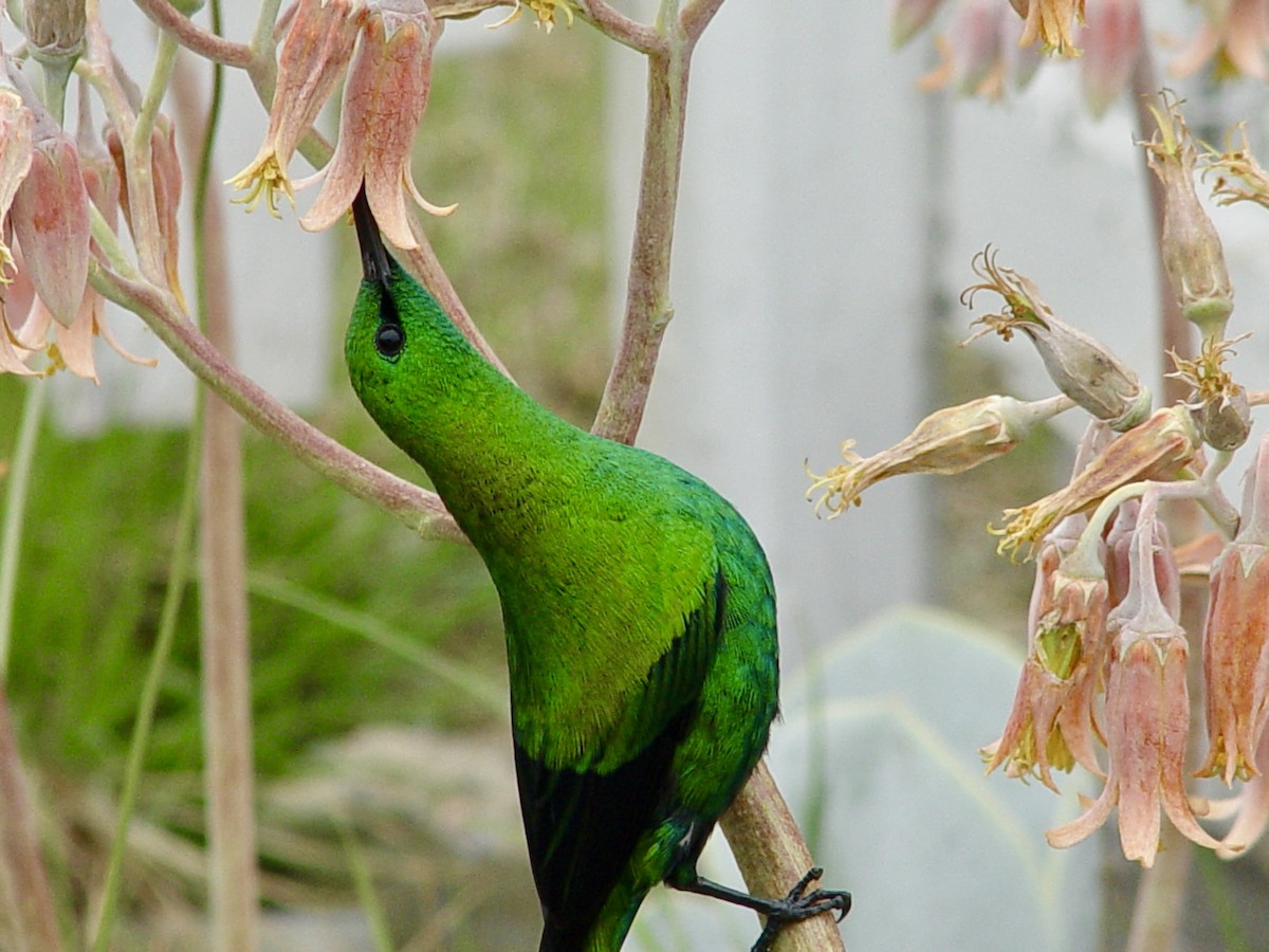 Malachite Sunbird - ML646435078