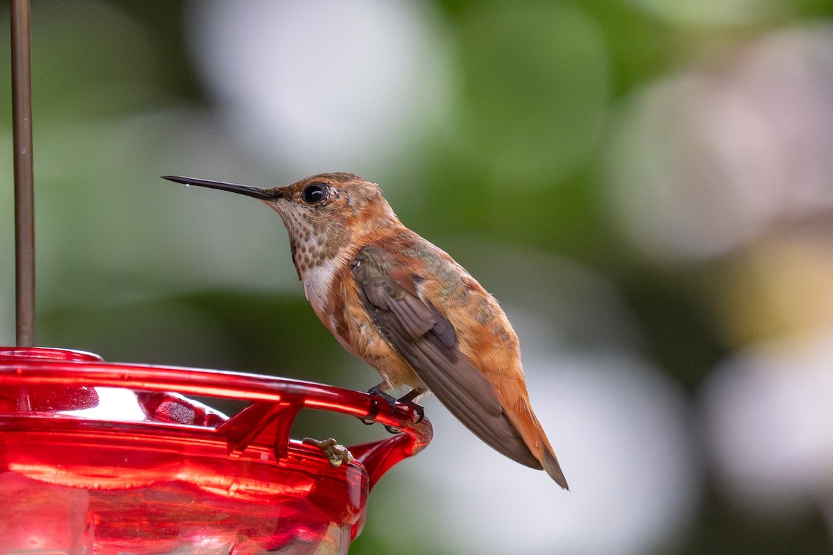 kalypta rezavolesklá - ML646435079